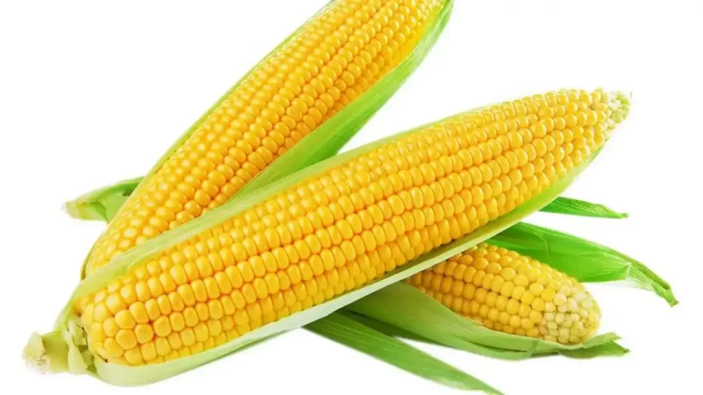 Рецепт як варити молоду кукурудзу