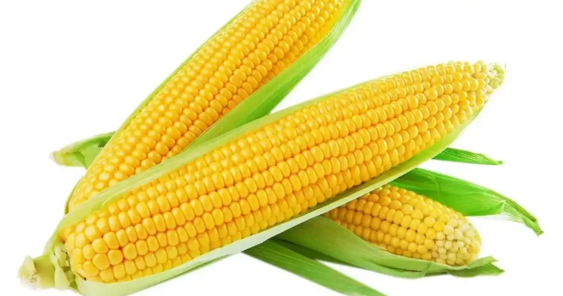 Як правильно варити кукурудзу молоду: найпростіший рецепт