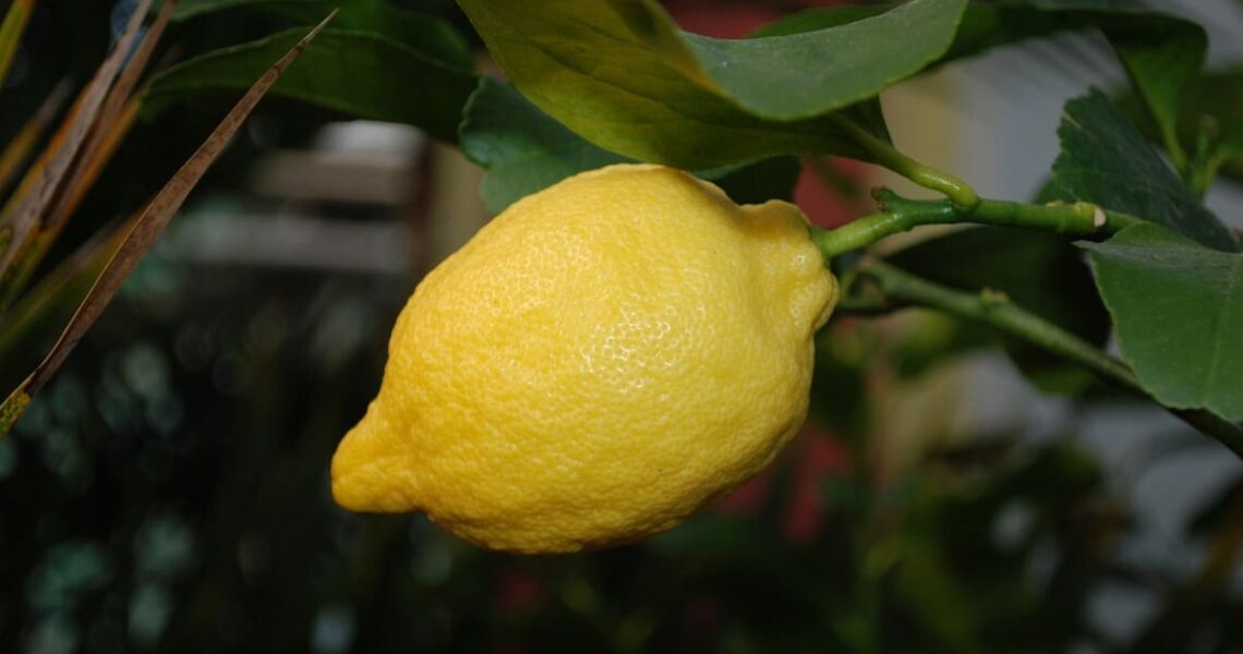 Як посадити й виростити лимон з кісточки